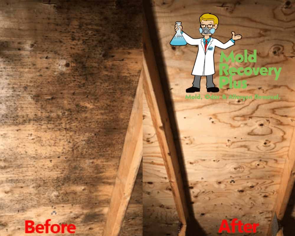 Technician applying protective antimicrobial mold remediation and scrubbing