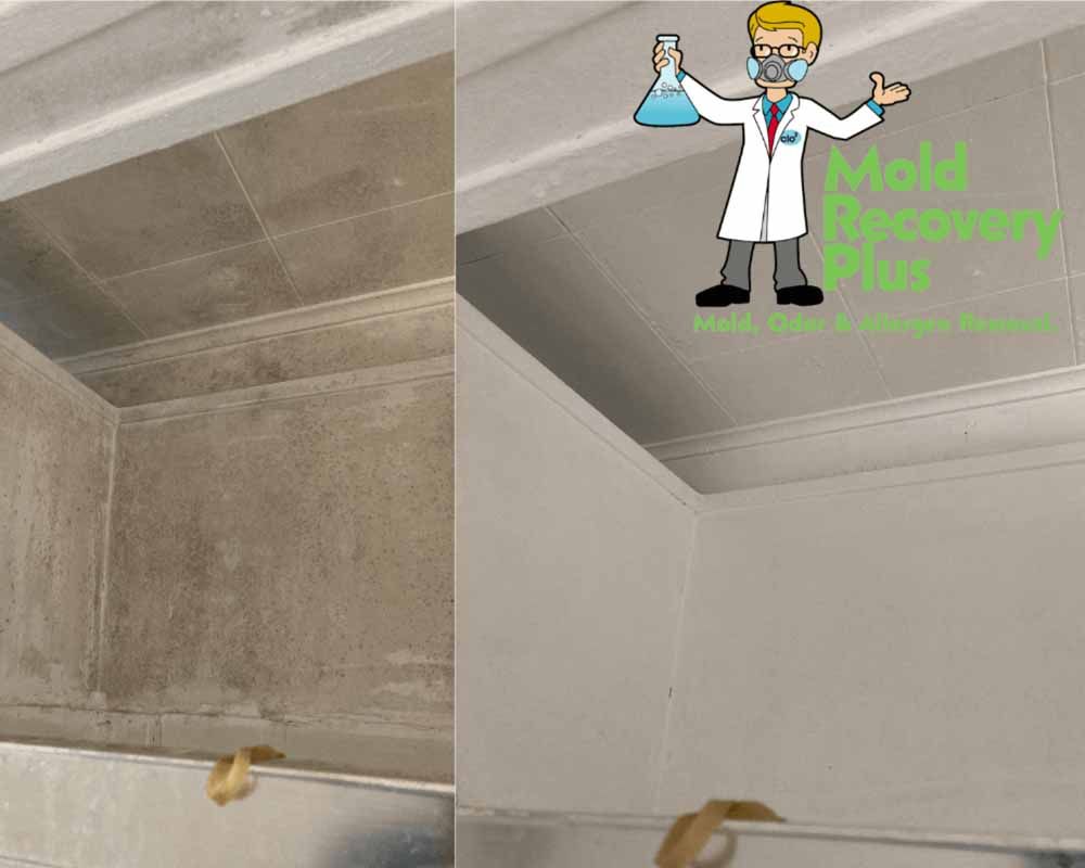 Bathroom mold removal